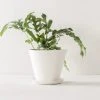 Convivial Ivory Porcelain Planter