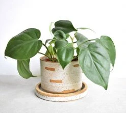 Katie Mudd Cutout Stoneware Planter Set