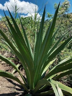 Territory Design Fique Fiber Tote Bag