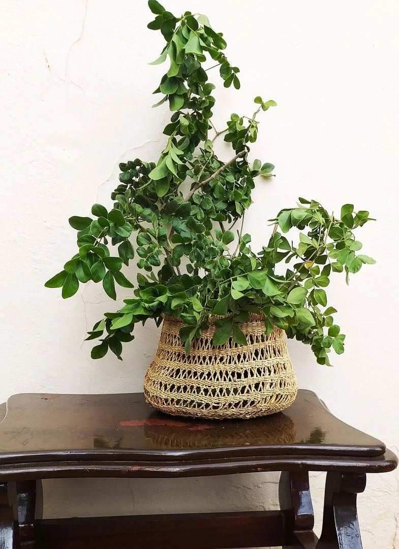 KAZI Home Goods Round Tapered All Natural Lace Basket 4 KAZI Home Goods Round Tapered All Natural Lace Basket