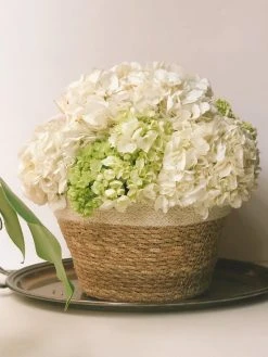 Korissa Savar Plant Bowl Set Home Goods