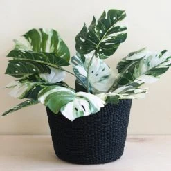 LIKHÂ Black Scallop Basket Home Goods 9 LIKHÂ Black Scallop Basket Home Goods