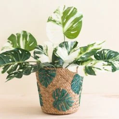 LIKHÂ Monstera Soft Planter Basket Home Goods