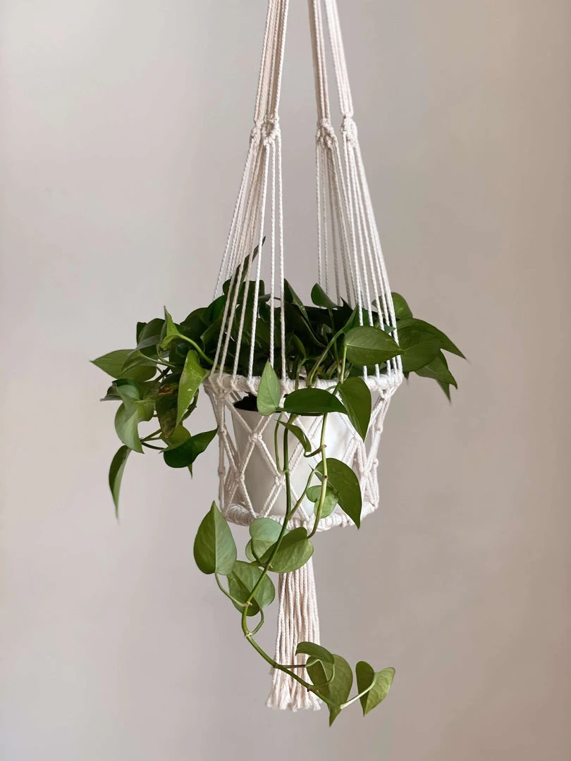 Ceremonia Best Sellers Plant Hanger Basket - Cream 3 Ceremonia Best Sellers Plant Hanger Basket - Cream
