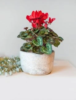 Moonshine Design Speckled Stoneware Planter 8 Moonshine Design Speckled Stoneware Planter