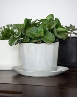 The Bright Angle Native Porcelain Planter - Smoke Gray Home Goods