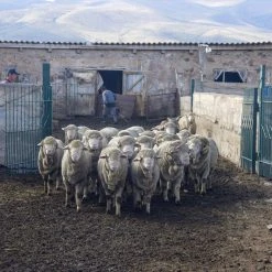 Kyrgies Women's Wool Tengries Slippers - Orange 17 Kyrgies Women's Wool Tengries Slippers - Orange