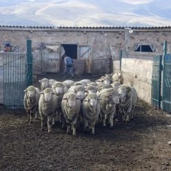 Kyrgies Women's Molded Sole High Back Wool Slippers - Gray