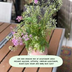 Cute Root You Grow Girl Plantable Cards - 10 Pack Greeting Cards